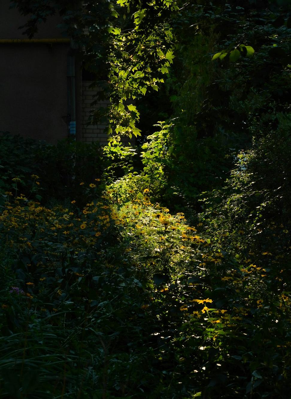 Gothic Gardens